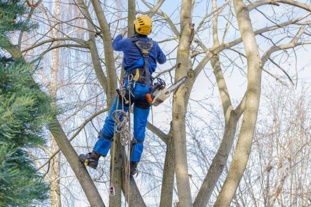 Professional Tree Removal in Lindsay, TX